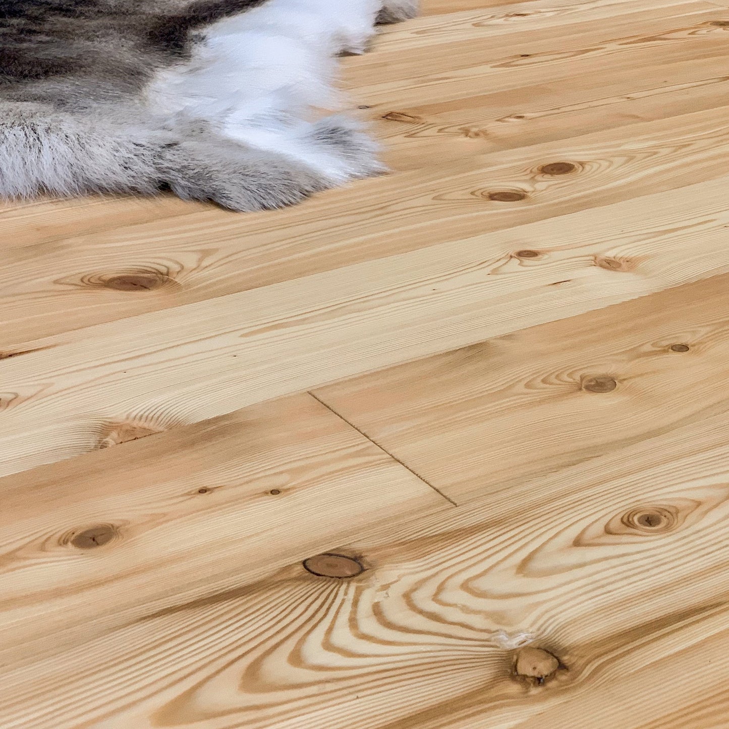 WOODY Larch, wooden flooring, oiled natural