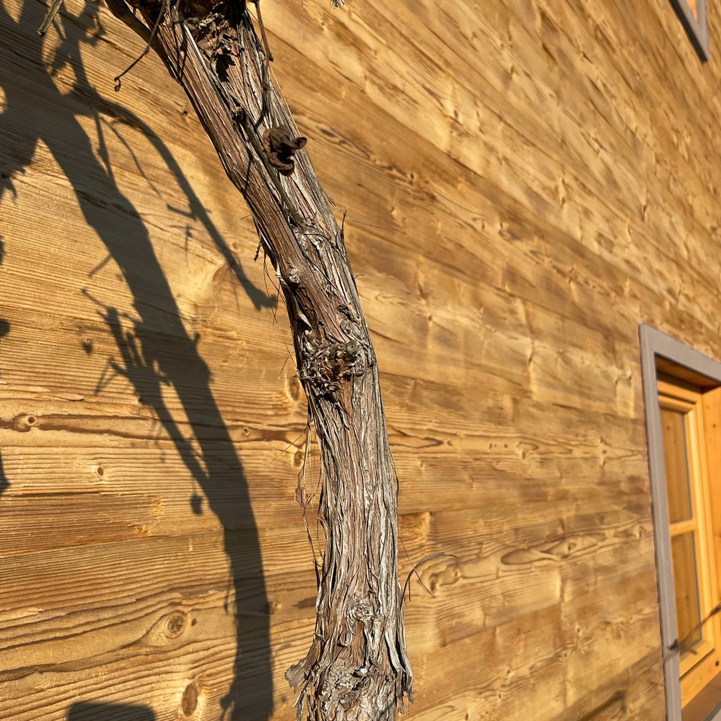 Wall and ceiling paneling Thermospruce chopped